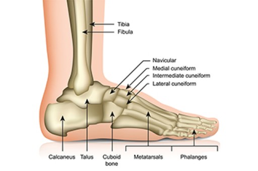 Biomechanics in Podiatry